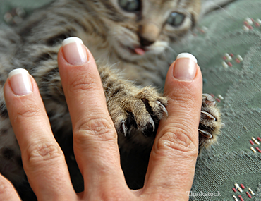 Cat Grabbing Finger