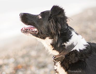 Dog Looking Up