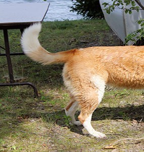 What's Up With My Dog's Tail?