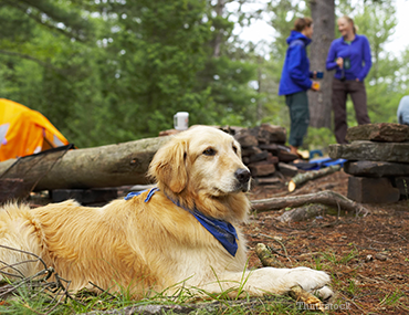 Dog in the Woods