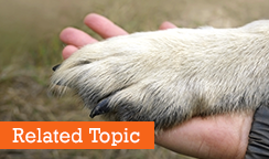 pet health network