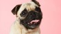 Interview with Veteran Reveals Service Dogs are Saving Lives c