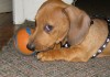 David at Pet Health Network's picture