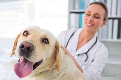 Happy dog at vet