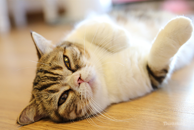 Persian cat lying on the ground looking into camera