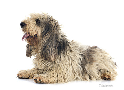 can petit basset griffon vendeen be white