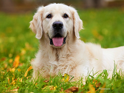 Dog in grass