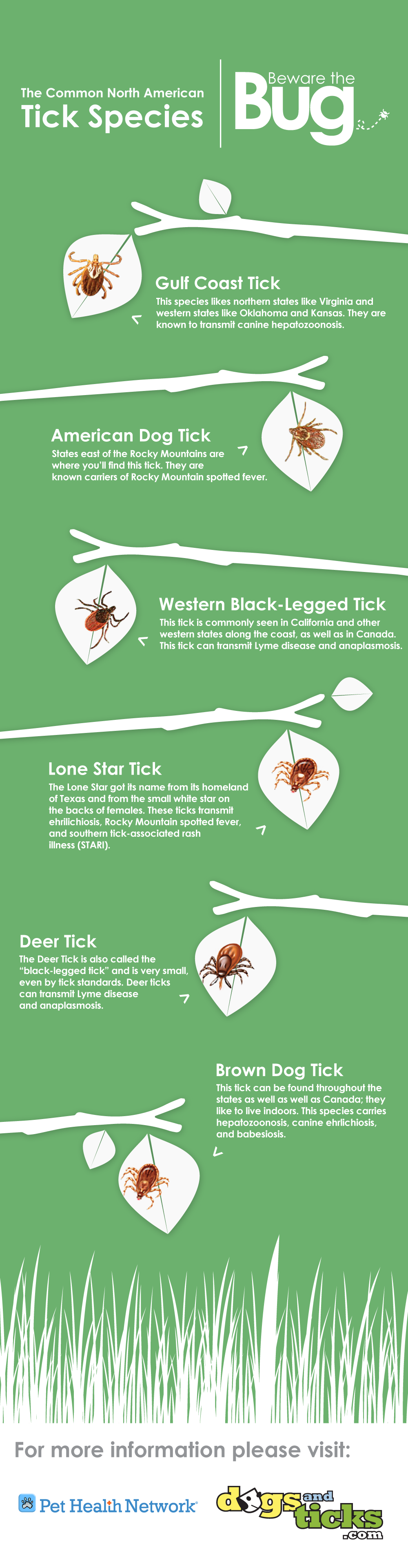 Tick Species