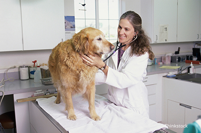 Golden Retriever being examined