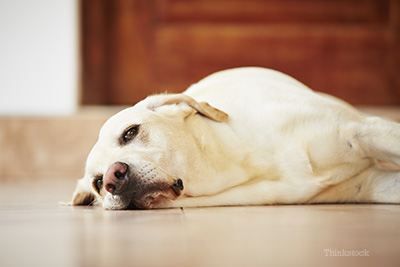 10 Tanda Teratas Anjing Anda Mungkin Sakit (dan Apa yang Dapat Anda Lakukan Tentang Ini)