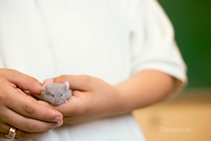 someone holding a little hamster