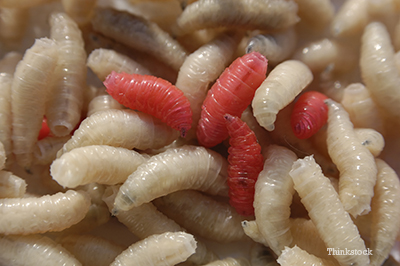 Fly maggots