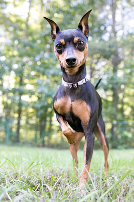 Miniature Pinscher outside in the grass