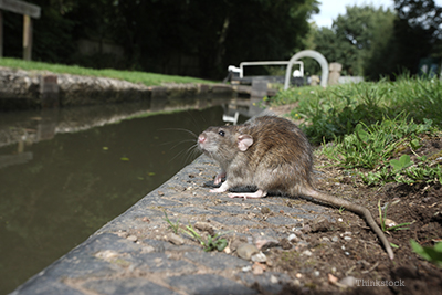 Wild rat by some water
