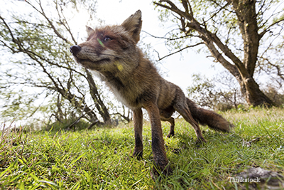 Fox stretching