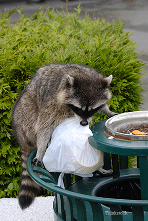 Raccoon on top of trash
