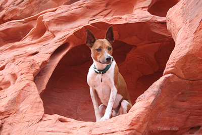 Dog in desert cave