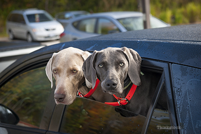 Two dogs in a parked car