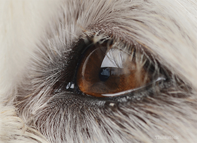 Closeup of dog's eye