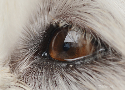 watery-eyes-dogs-479920989.jpg