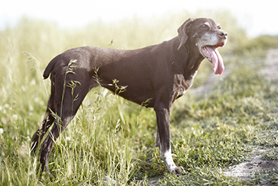 Dog Urine Color Chart