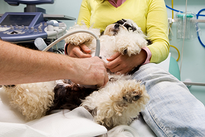 Dog getting a ultrasound exam