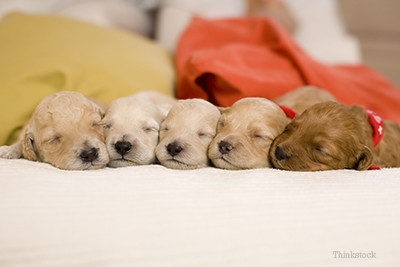 Puppies lined up