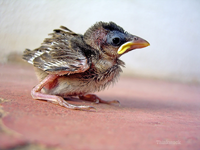 Lost baby bird