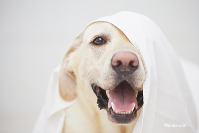 What Vaccinations Does my Adult Dog Need? Dog being silly