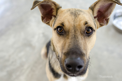 Deaf German Shepherd