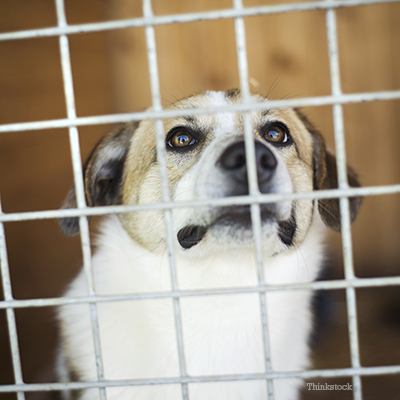 Sad dog in a kennel