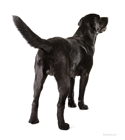 why do dogs wag their why do dogs wag their tails why do dogs wag their why do dogs wag their tails
