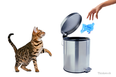 cat by trash can