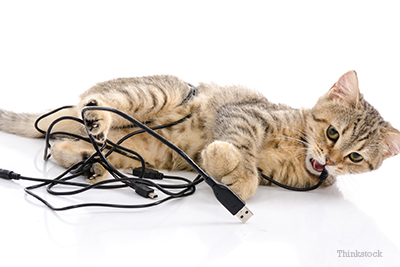 Cat chewing a cord