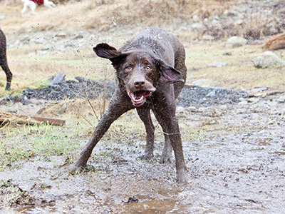 dog playing in mud