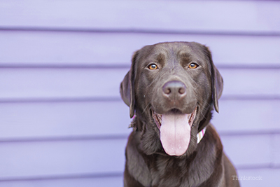 Chocolate Lab looking into the camera