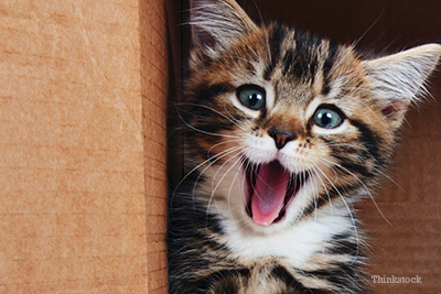 Happy kitten