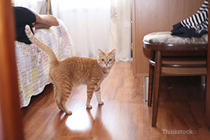 Cat walking indoors