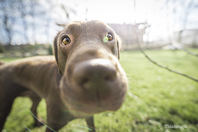 how do you keep a dogs nose wet