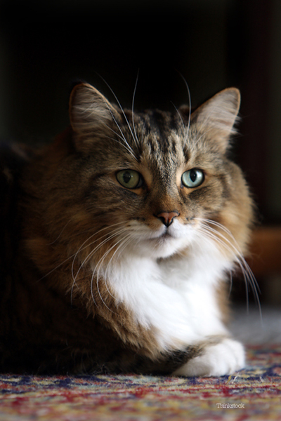 Maine Coon Cat