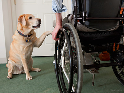 Dog and Man in wheelchair