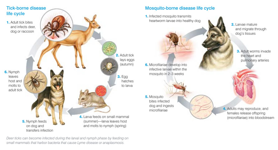 Disease Life Cycles