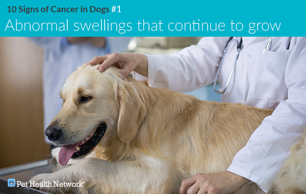 is lung cancer painful for dogs