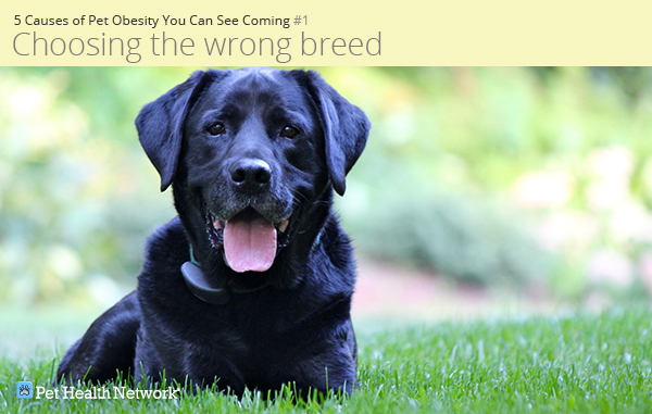 Black lab outside