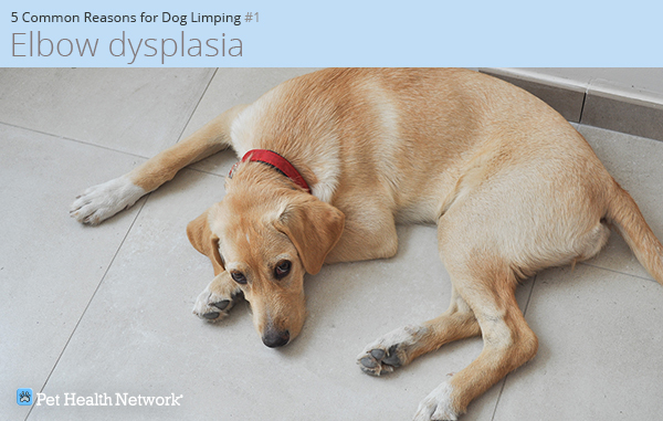 My dog is limping sales what should i do