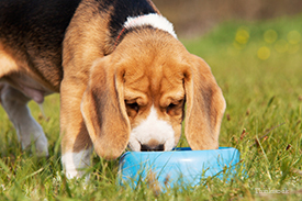 Beagle drinking water