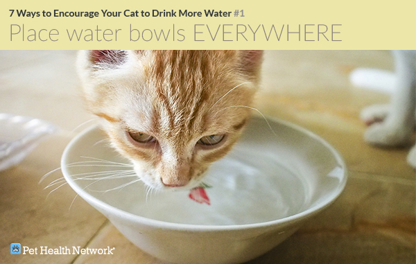 cat is drinking water but not eating