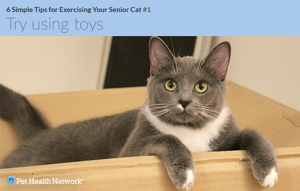 exercise toys for older cats