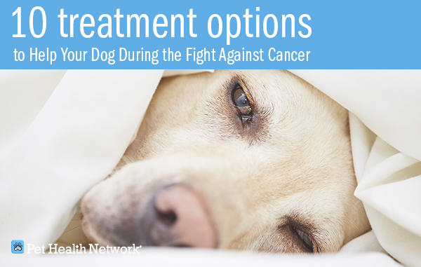 how to help dogs with cancer