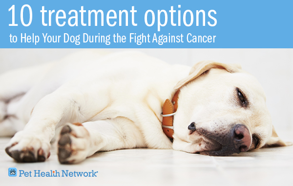 how to help dogs with cancer